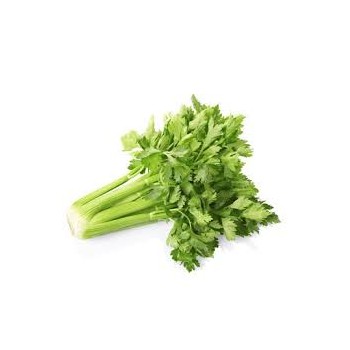 Celeri branche - france