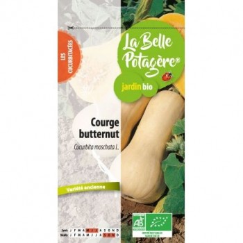 Courge butternut "belle p."